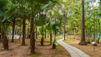 A variety of <i>Palmae</i> species of upright form with arching or fan-shaped foliage dominates the Palm Garden in Morse Park (Park No. 2).